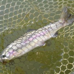 大安トラウトレイク釣果